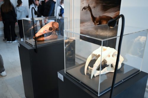 Fosili-12-1-of-1 800x534