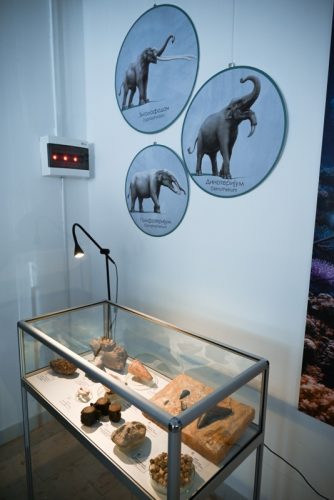 Fosili-5-1-of-1 534x800