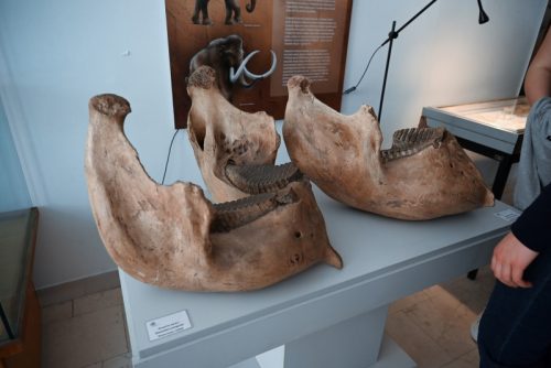 Fosili-8-1-of-1 800x534